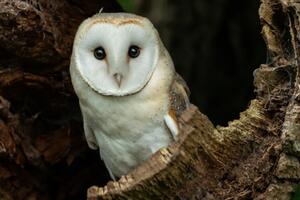 photo [Sortie nature] Le bal des oiseaux nocturnes